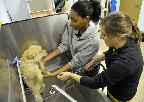 Students volunteering at the Greater Birmingham Humane Society on Into the Streets community outreach day. 