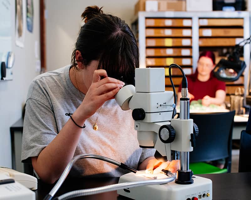 Student looking through a microscope