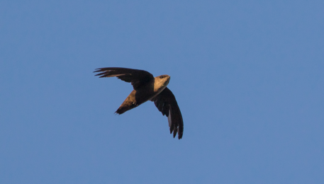 Chimney Swift