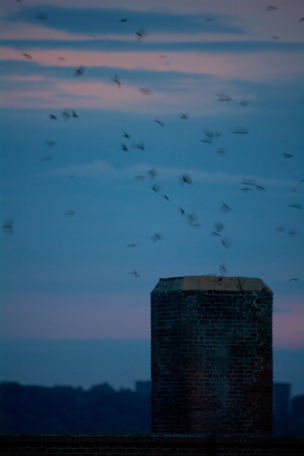 "Swiftnado" of Chimney Swifts