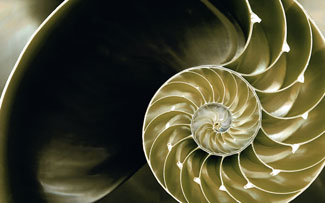 The golden ratio, shown as a sea shell. 
