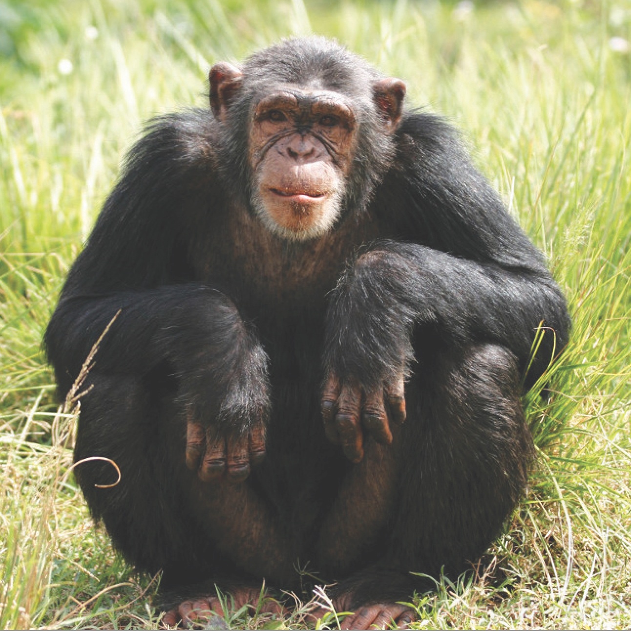 chimp