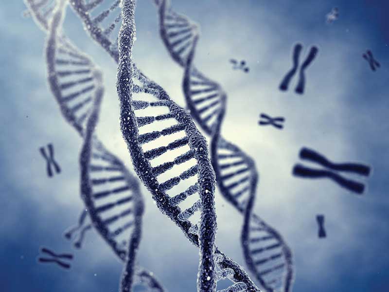 Three DNA strands surrounded by chromosomes.