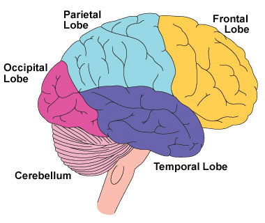 brain