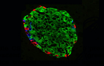 Small Animal Glycemic Clamp Core