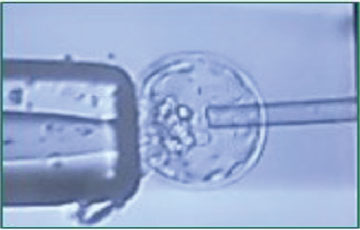 Transgenic & Genetically Engineered Models Core (TGEM)