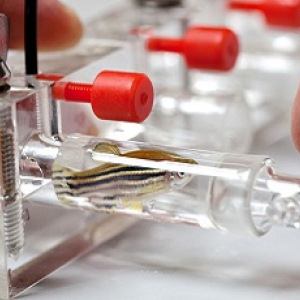 Small Animal Phenotyping Core