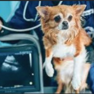 Small Animal Echocardiography (ECHO) Core