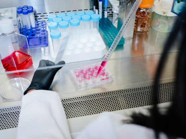 Close-up, hands wearing protective gloves are using pipette in a cell culture hood while conducting research in laboratory