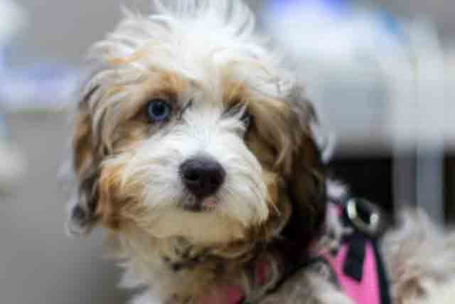 Presley Pruitt ,Queen of the Dental Office