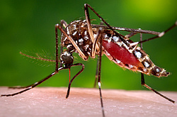 mosquito image
