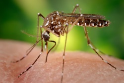 mosquito image