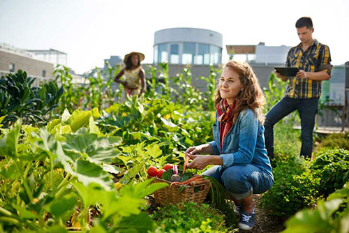 Students working in a rooftop garden.