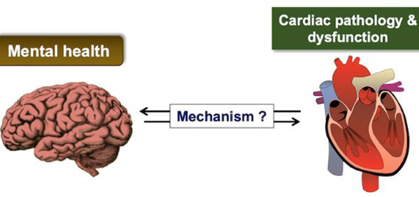 Brain Heart disease 002