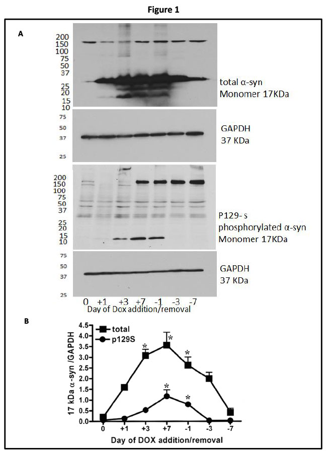 Relationship of αGalA activity and αsyn protein quantity.