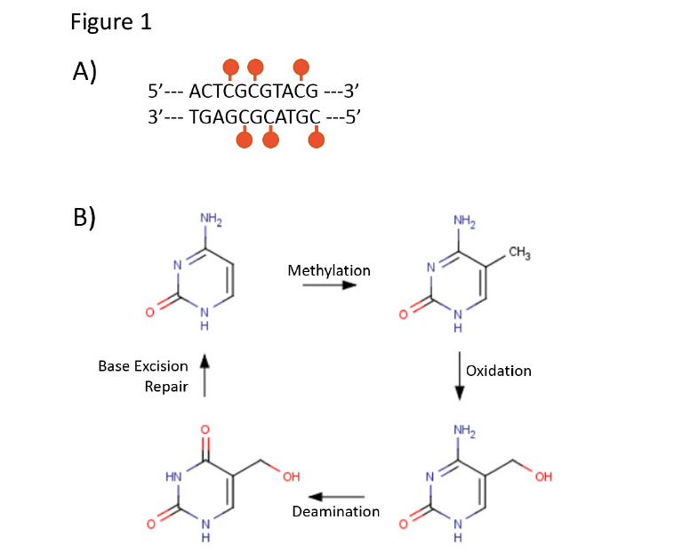 Proposed mechanism of DNA methylation and demethylation.