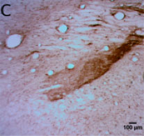 Figure 1-C