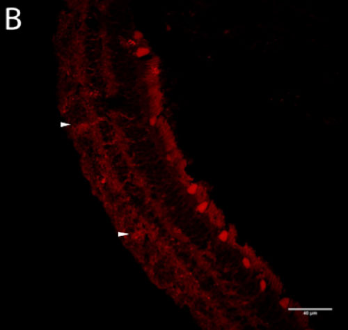 Figure 2-B