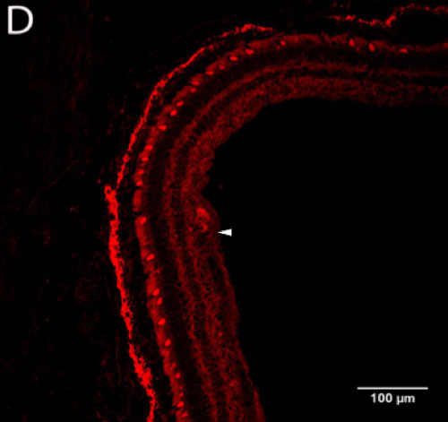 Figure 2-D