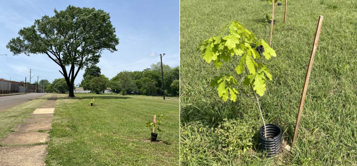 kingston-tree-planting