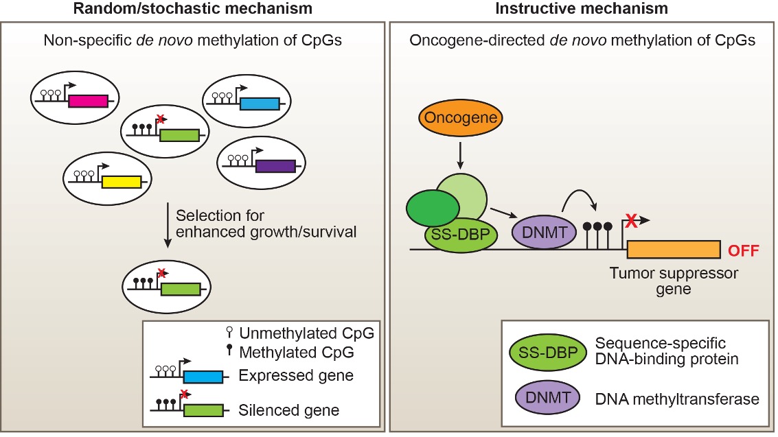 Oncogene-driven tumor suppressor gene silencing is presented as a directed, signaling-dependent process rather than a random epigenetic event.