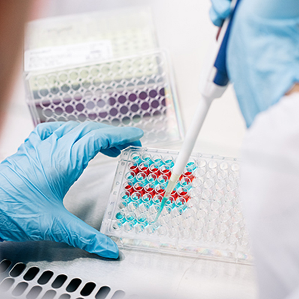 Susan Campbell Laboratory, McCallum Basic Health Sciences Building. Close-up, hands of female student wearing PPE gloves while using a single-channel pipette, November 2024.,