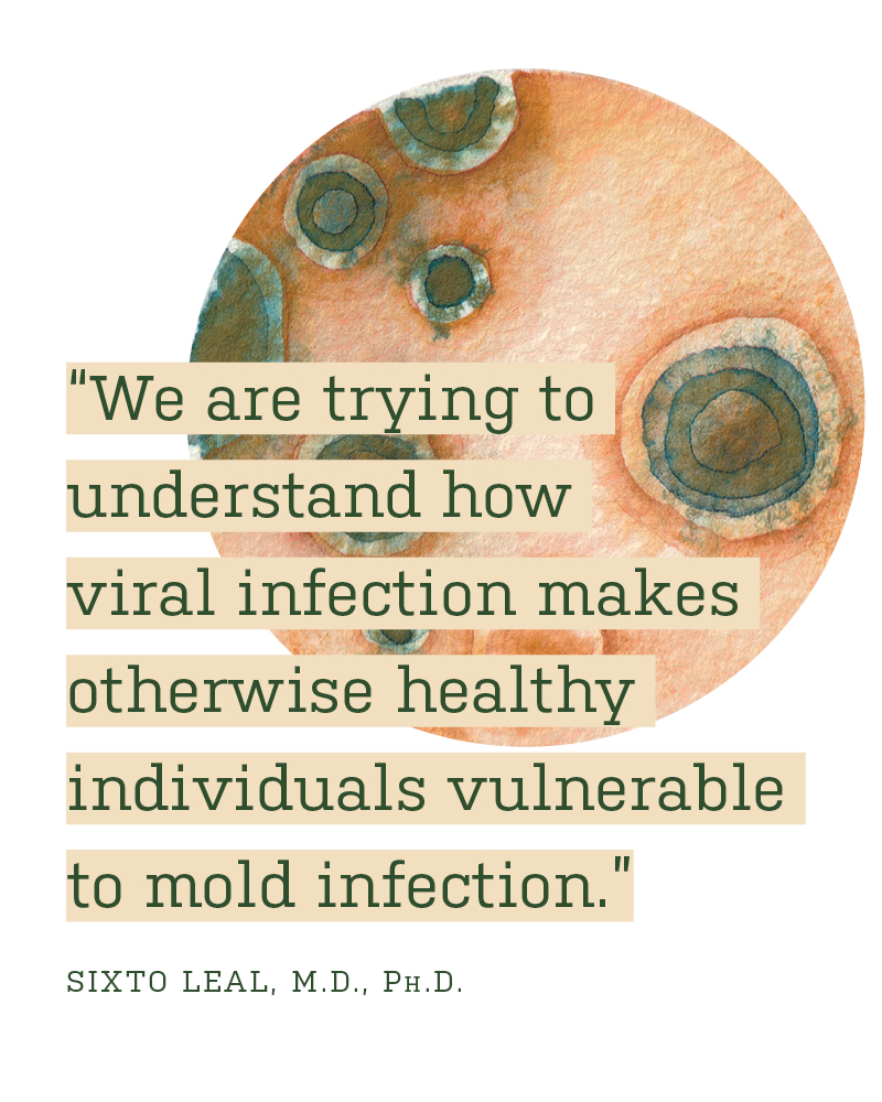 A watercolor depiction of fungus growing in a petri dish with a quote from researcher Sixto Leal, M.D., Ph.D. overlaid: “We are trying to understand how viral infection makes otherwise healthy individuals vulnerable  to mold infection.”