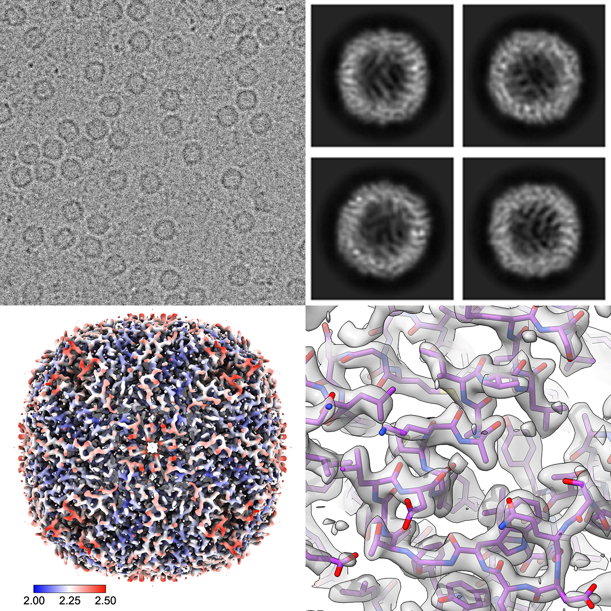 Cryo-EM