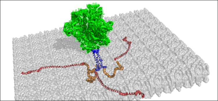 Structural Biology & Biophysics