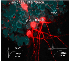 Lab image 