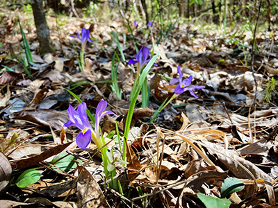 purple flowers