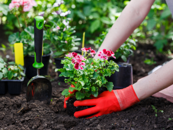 A person wearing bright red gardening gloves is planting pink flowers in soil.