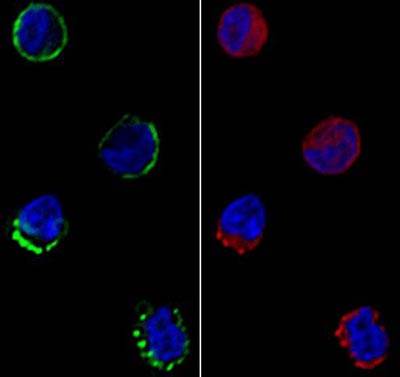 Fc-Receptor-Images s