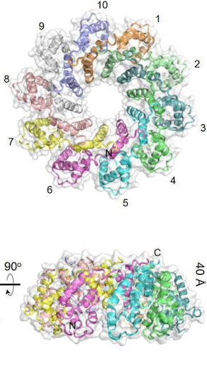 Pseudomonas iSB web