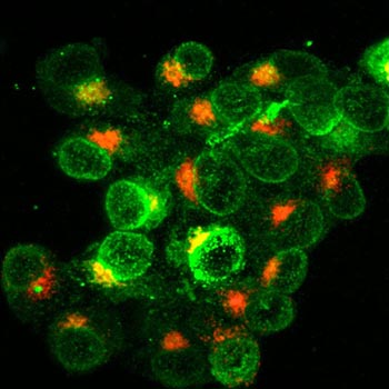 meredith lead immune cells s