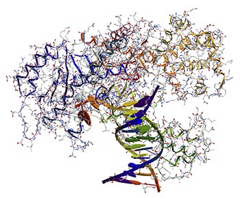 schneider rna polymerase s