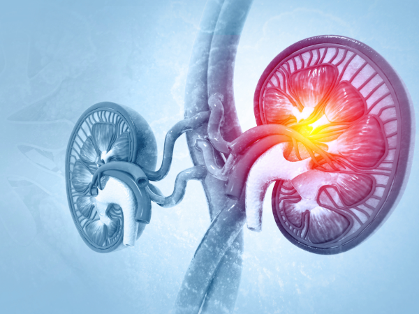 Human kidneys anatomy structure, kidney disease. 3d illustration