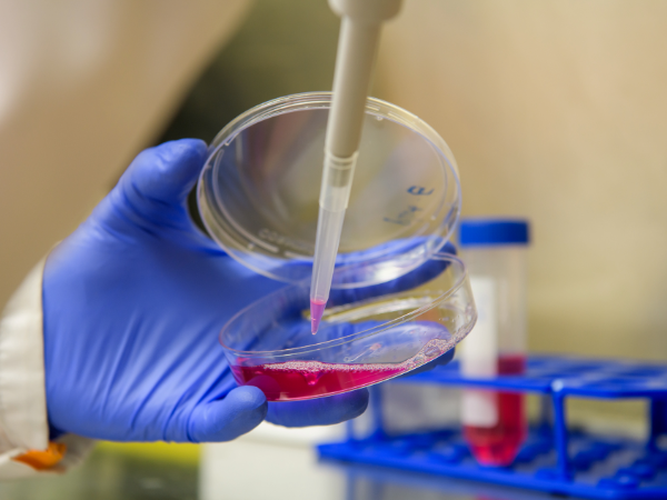 Tissue culture pipette