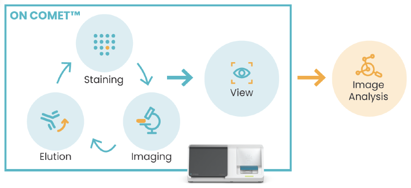 A graphic showing the process of COMET use. A cycle of staining, imaging, and elusion, the leads to view and image analysis.
