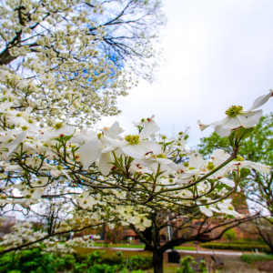 Light at the end of a pandemic tunnel: experts offer wellness tips for spring