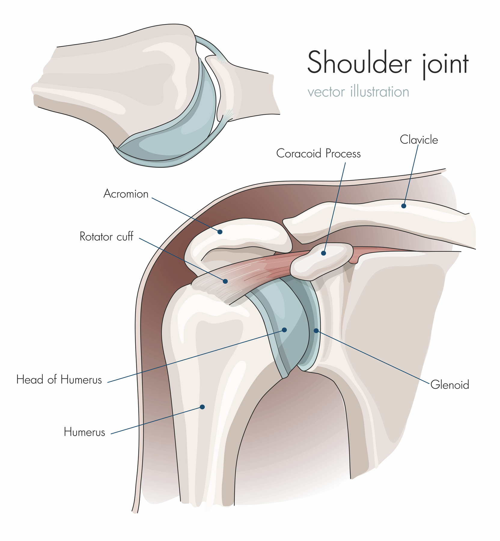 Shoulder Joint