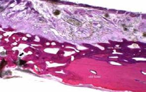 Figure 3.1 Ground section Methylene blue Basic fuchsin
