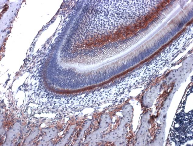 Alk Phos IHC stain on mouse tooth paraffin section