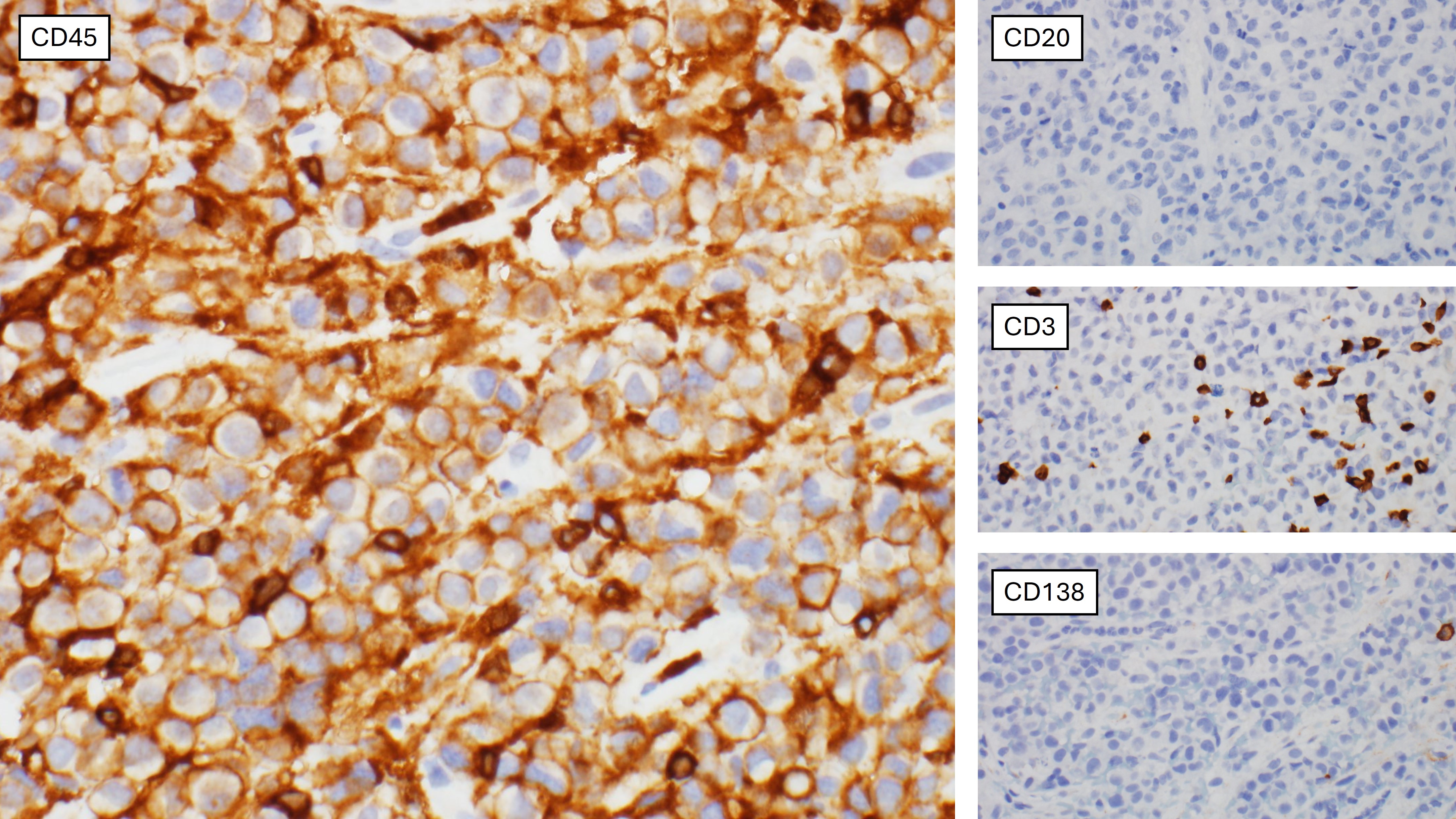 IHC_composite_1.jpg