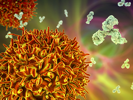 B cell and antibodies, computer illustration.