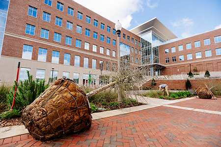 From side, an unidentified man is digging a hole with shovel in order to plant large willow oak tree and root ball in a horticultural bed in front of University Hall during the COVID-19 (Novel Coronavirus) limited campus operations, March 2020.