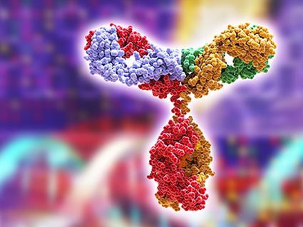 Computer model of the secondary structure of a immunoglobulin antibody molecule. This is the most abundant immunoglobulin and is found in all body fluids. Each Y-shaped molecule has two arms (top) that can bind to specific antigens, for instance bacterial or viral proteins. In doing this they mark the antigen for destruction by phagocytes, white blood cells that ingest and destroy foreign bodies. Antibodies can also kill some pathogens directly, and can neutralise toxins. The background shows a proteomic symbols, including part of a DNA molecule and protein gel spots. Proteomics is the study of the structure and function of all of the proteins in an organism.