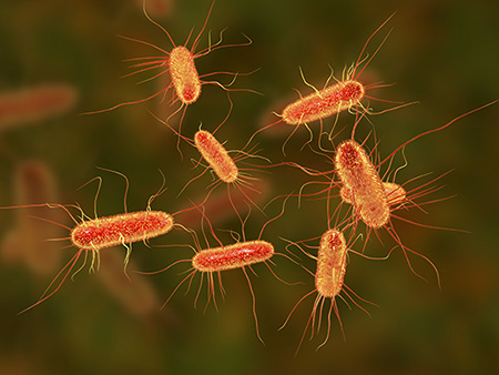 E. coli bacteria. Computer illustration of Escherichia coli bacteria. E. coli is a rod- shaped bacterium (bacillus). Its cell membrane is covered in fine filaments called pili or fimbriae. Hair-like structures called flagella at the rear of each bacterium provide propulsion to make it move. E. coli is a normal component of the intestinal bacterial flora, but under certain conditions some strains can cause severe infections such as gastroenteritis.