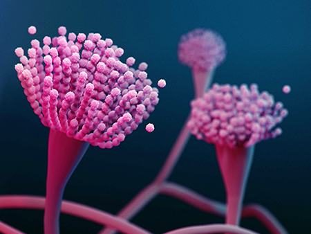 Illustration of the condiophores of the fungus Aspergillus fumigatus. Condiophores are the stalks of fungi that produce spores. The spores are called conidia and are shown as purple spheres detaching from the condiophore. Aspergillus fumigatus occurs widely in soil and organic matter and plays a role in carbon and nitrogen recycling. Spores are very common in the atmosphere, inhaled by humans every day. They can cause lung infection (aspergillosis) in immunocompromised individuals, the infection being a major cause of morbidity and mortality.