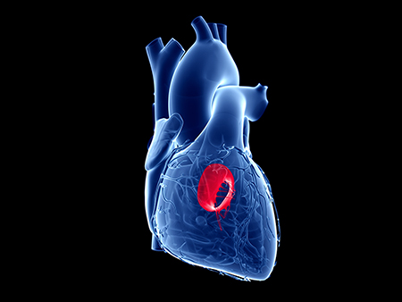 Mitral valve, computer illustration.